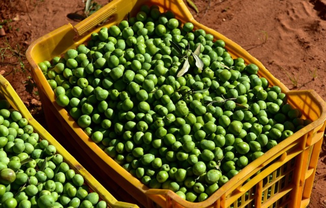 Raccolta delle olive, al via la nuova campagna: previsto +30% della produzione