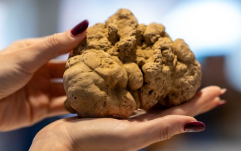 Prende il via la Fiera Internazionale del Tartufo Bianco d’Alba
