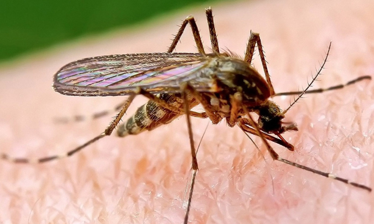 Chikungunya, in Italia il primo vaccino: sarà disponibile dal 30 ottobre