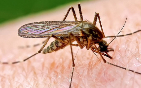 Chikungunya, in Italia il primo vaccino: sarà disponibile dal 30 ottobre