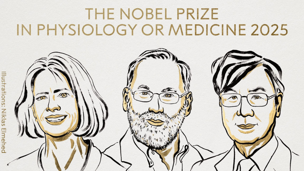 Nobel per la Medicina 2025: premiati Brunkow, Ramsdell e Sakaguchi per le scoperte sul sistema immunitario