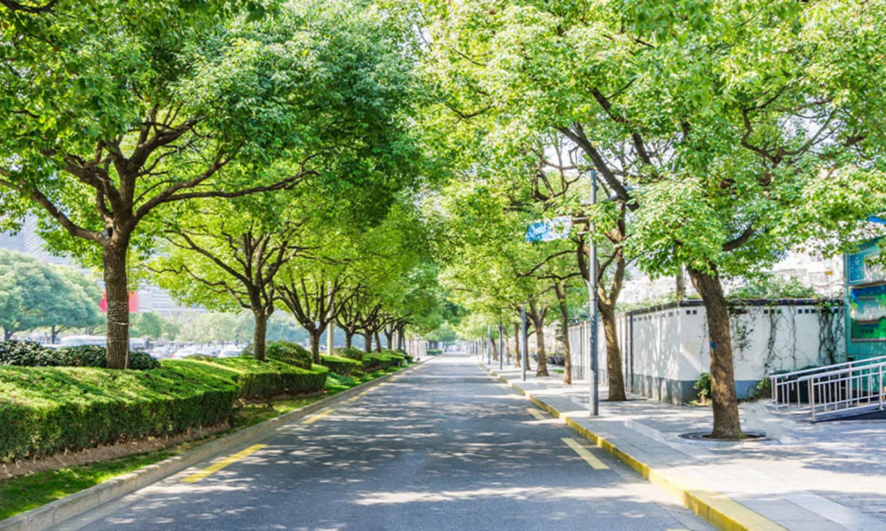 Rapporto Legambiente: nel 2024 in Italia 3 milioni di alberi in più (grazie al Pnrr)