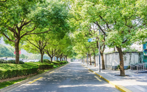 Rapporto Legambiente: nel 2024 in Italia 3 milioni di alberi in più (grazie al Pnrr)