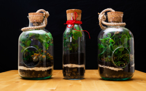 Giardini sottovetro: il fascino dei terrari che vivono da soli