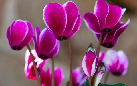Fiori e piante resistenti per decorare il balcone a Natale