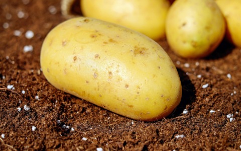 Non solo OGM: l’Ue ha approvato le regole anche per le NGT (Nuove tecniche genomiche)