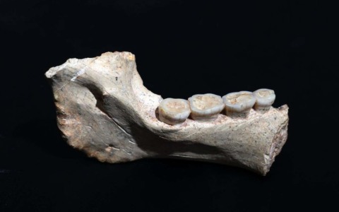Scoperto in Marocco antenato comune a Homo Sapiens e Neanderthal