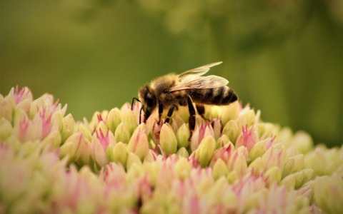 Meritocrazia Italia: “La biodiversità è capitale da valorizzare, non solo da tutelare”