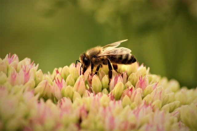 Meritocrazia Italia: “La biodiversità è capitale da valorizzare, non solo da tutelare”