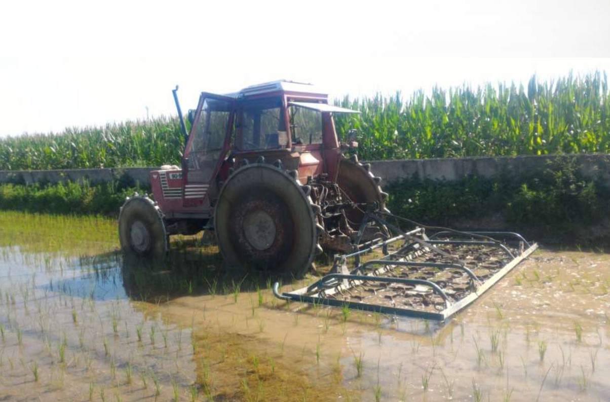 La filiera del riso è al collasso e chiede aiuto