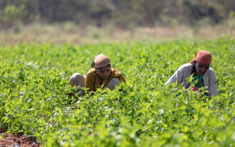 Meritocrazia Italia: la lotta al caporalato è una battaglia di civiltà