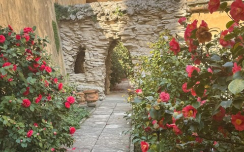 Aperto il Giardino “segreto” delle Camelie a Boboli