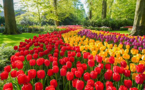 Il Keukenhof riapre le porte: dove nasce la primavera nei Paesi Bassi