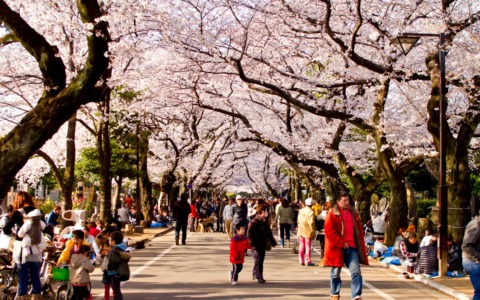 Vivere a Tokyo sotto i ciliegi in fiore