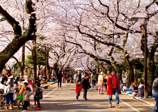 Vivere a Tokyo sotto i ciliegi in fiore