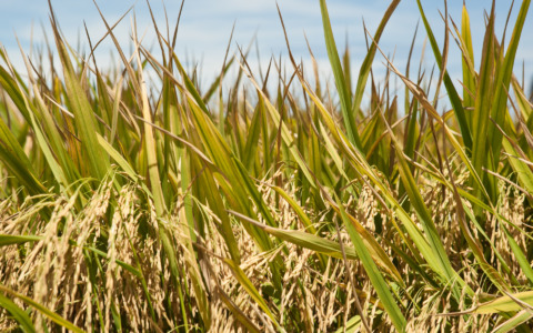 Dalla filiera del riso sale un doloroso grido di allarme