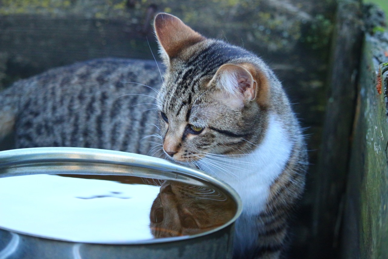 Additivi non consentiti nell’acqua (per gatti): prodotti e lotti richiamati e indicazioni utili