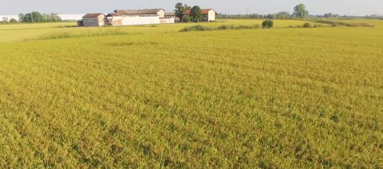 Futuro del riso UE: il 28 aprile voto decisivo al Parlamento Europeo