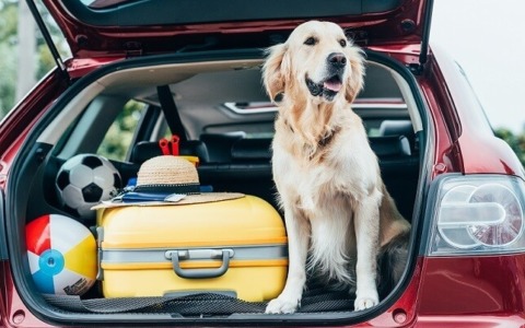Viaggiare con cani e gatti: cosa cambia con le nuove regole UE