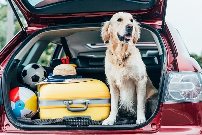Viaggiare con cani e gatti: cosa cambia con le nuove regole UE