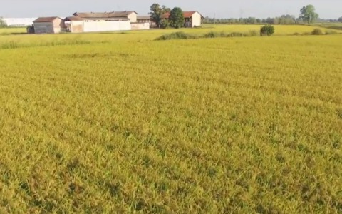 Risicoltura e salvaguardia automatica, il bicchiere è mezzo pieno