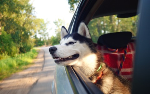 Viaggiare con gli animali: consigli utili per partire in sicurezza e senza stress