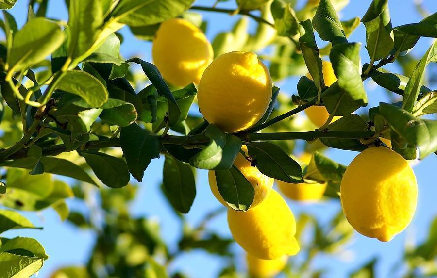 È tempo di limoni e agrumi profumati:  come coltivarli in vaso e in giardino