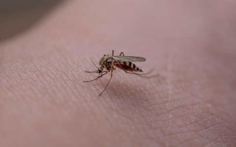 Insetti in casa: come prevenirli senza ricorrere a prodotti aggressivi