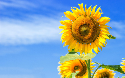 “Coltiviamo – Vivere sostenibile” al gran finale: per l’ultima puntata focus su biodiversità e girasoli