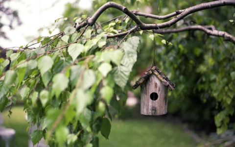 Il giardino del futuro resiste al caldo: come cambia il verde di casa