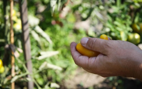 Orto ad agosto: cosa fare nella seconda metà dell’estate