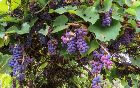 Vendemmia e raccolti d’autunno: il viaggio cambia ritmo